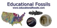 Educational Fossils
