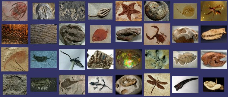 Fossil Mall's Online Museum of Fossils Across Geologic Time and Evolution