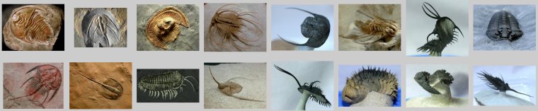 Fossil Mall Trilobites for Sale