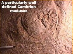 Madusae Jellyfish Fossil