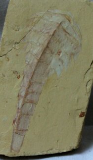 Guangweicaris spinatus