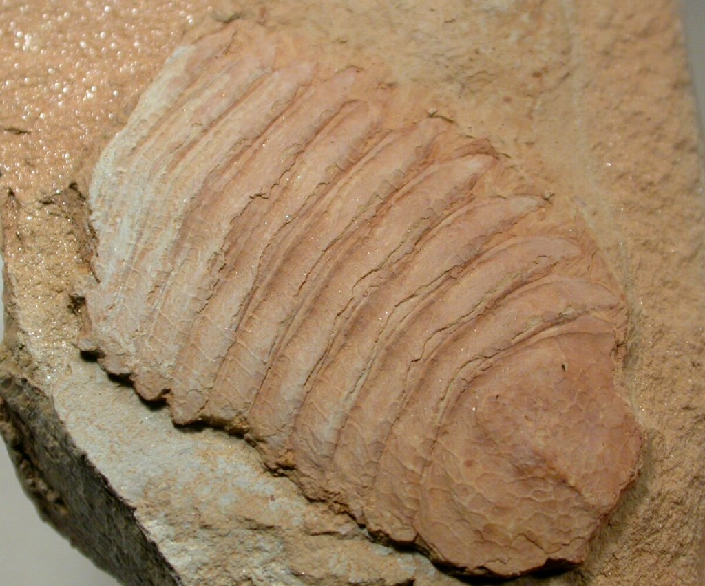 Rectifacies abnormalis