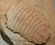 Rare Rectifacies Arthropod Fossil from Chengjiang Maotianshan Shales