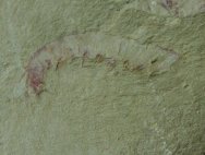 Anomalocaris Grasping Appendage Fossil