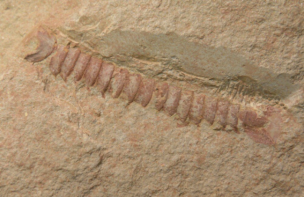 Museum Urokodia aequlais Fossil