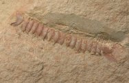 MUSEUM Urokodia aequlais Chengjiang Arthropod Fossil