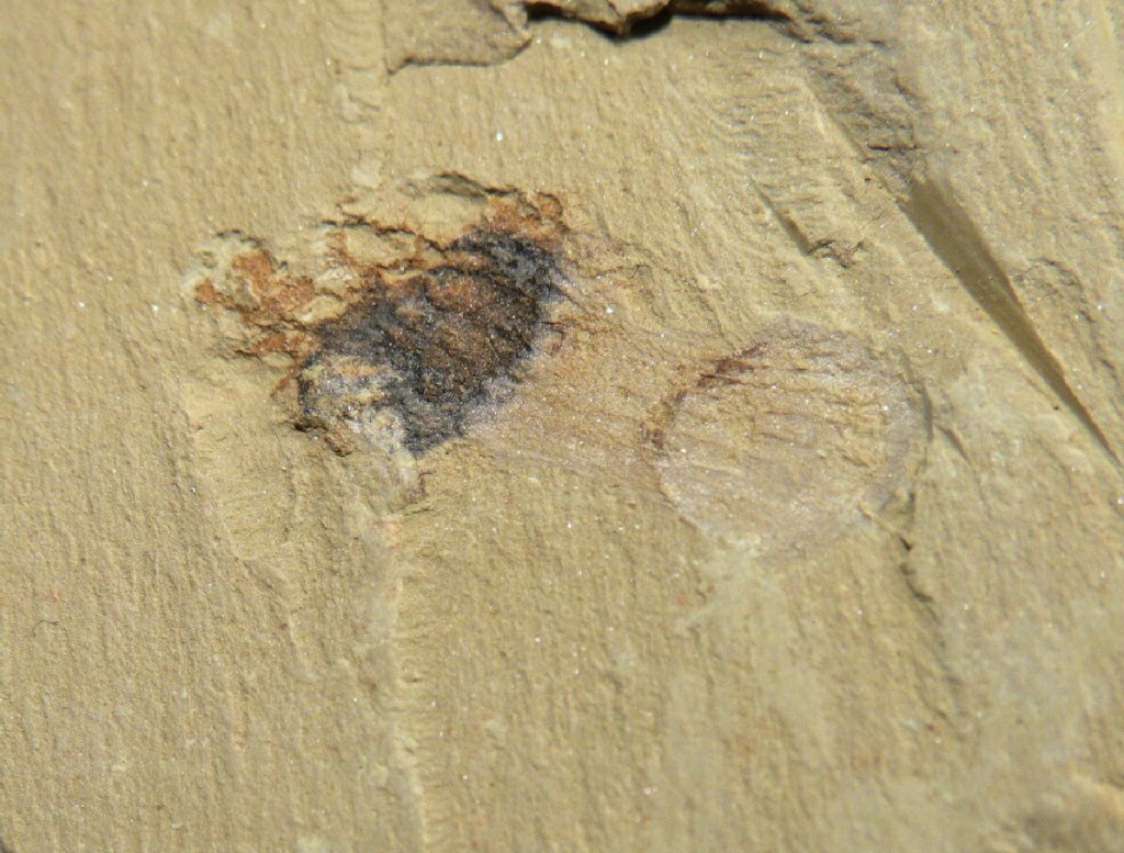 Chengjiang Sea Anemone Fossils