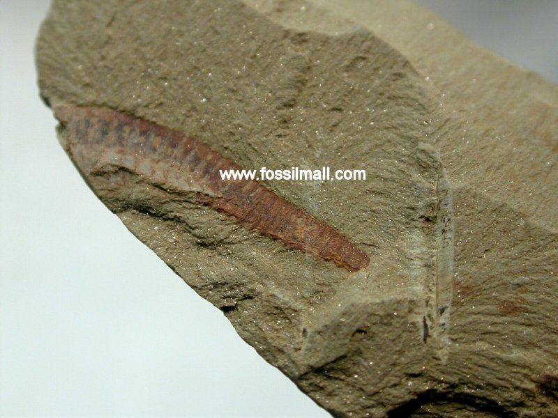 Arthropod Fossil The Chengjiang