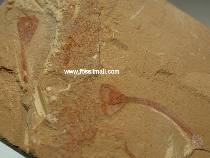 Brachiopod Lingulella and Echinoderm Cotyledion from Chengjiang