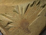 Choia xiaolantianensis Sponge Fossil