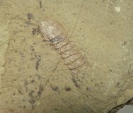 Urokodia aequlais Arthropod Fossil