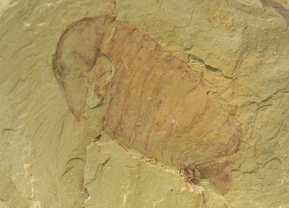 Unusual Mollisonia Chengjiang Maotianshan Shales Arthropod Fossil