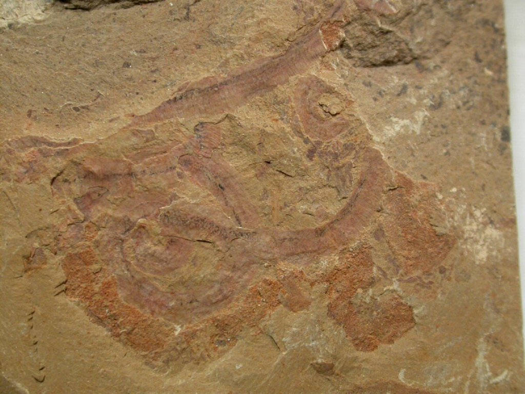 Maotianshania cylindrica Fossil Worm