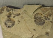Diandongia Fossils