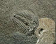 Parashuiyella Trilobite