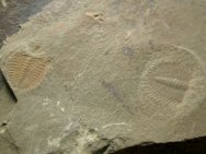 Oryctocephalus Trilobites