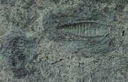 Bathynotus Kaili Trilobites