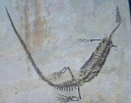 Mesosaurus braziliensis