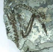 Rare Songzia heidangkouensis Eocene Bird Fossil 