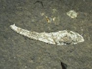 Balanerpeton Amphibian Fossil from Romer's Gap