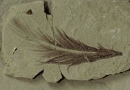 Green River Formation Feather Fossil