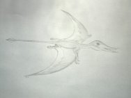 Rhamphorynchus Pterosaur