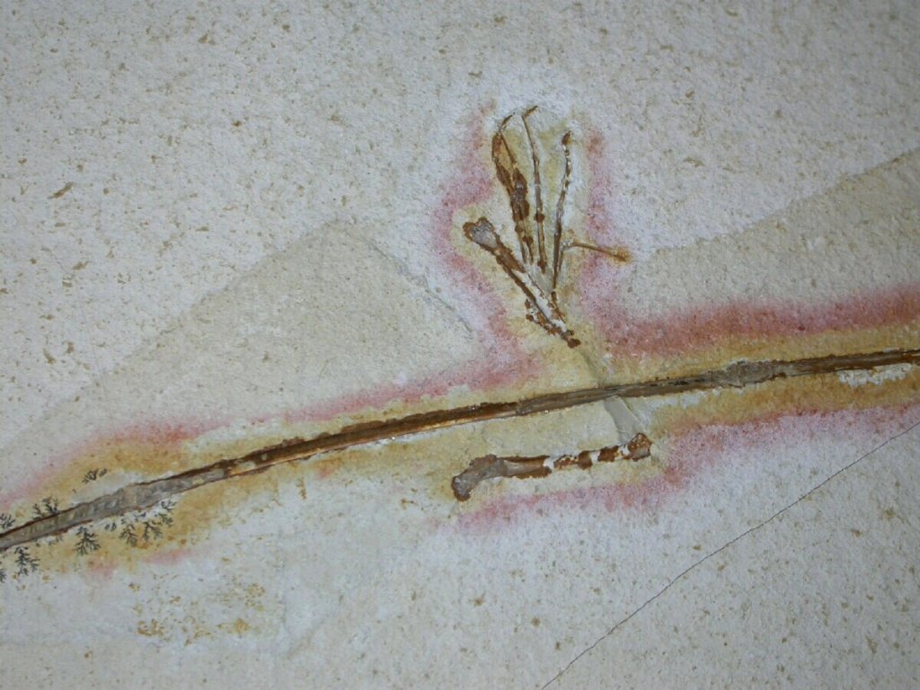 Solnhofen Rhamphorynchus Pterosaur