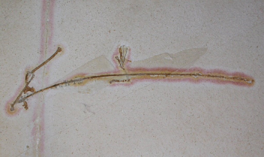 Solnhofen Rhamphorynchus Pterosaur Wing