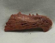 Crocodylian Jaw Fossil