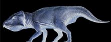 Leptoceratops 