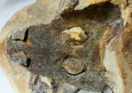 Edingerella madagascariensis Lower Triassic Amphibian Fossil