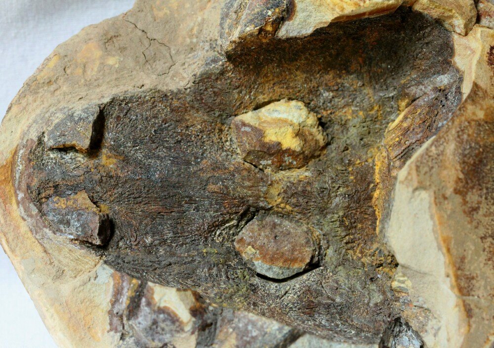 Triassic Amphibian Fossil