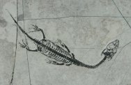 Keichousaur hui Reptile Fossil 