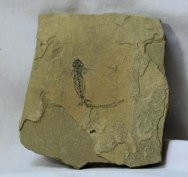 Apateon pedestris Amphibian Fossil