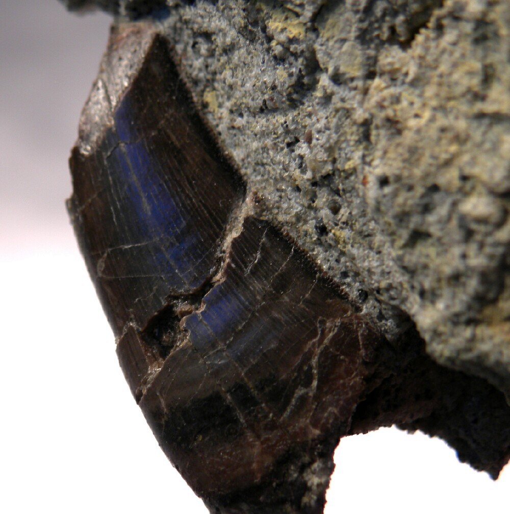 Allosaurus Dinosaur Tooth