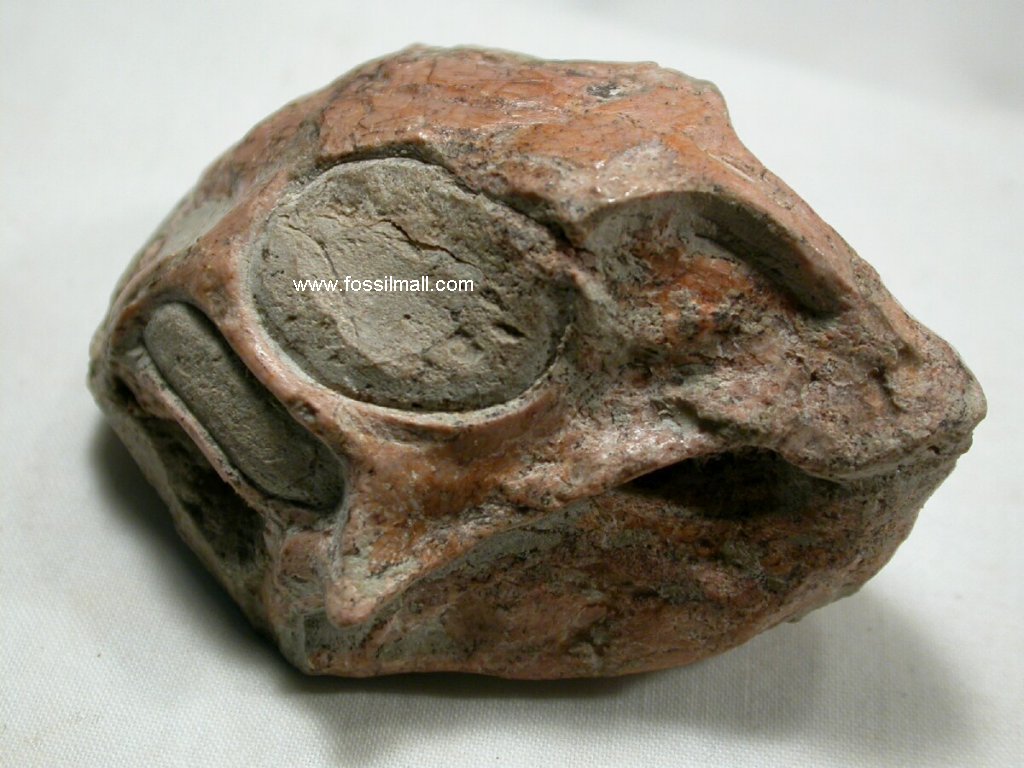 Fossil Dinosaur Skull