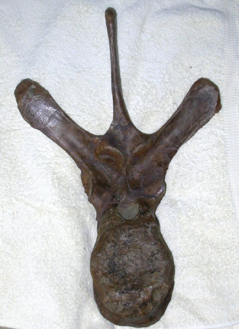 Triceratops Vertebra Fossil