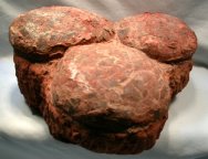 Oospecies Spheroolithus Dinosaur Eggs