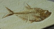 Green River Fossil Fish Diplomystus dentatus