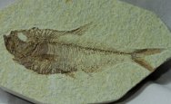 Diplomystus Fish Fossil from Green River Formation