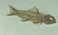 Amphiplaga brachyptera  Green River Fish Fossil