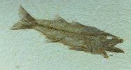 Green River Fossil Fish Mioplosus labracoides for Sale