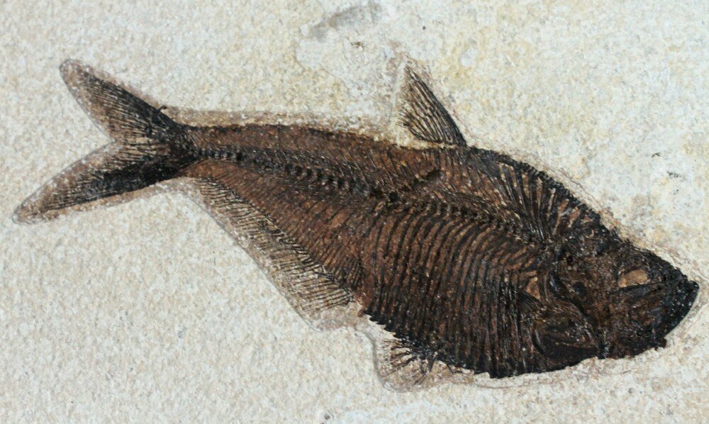 Framed Diplomystus Fish Fossil