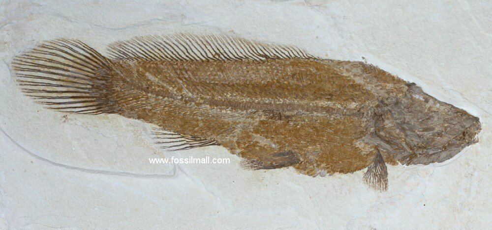 RARE Amia Fossil Fish