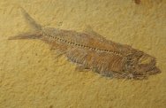 Artistically Framed Fossil Fish Knightia eocaena