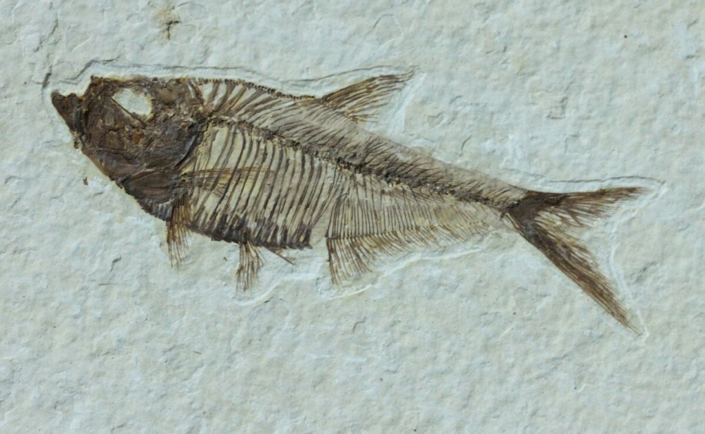 Framed Fossil Fish Diplomystus dentatus