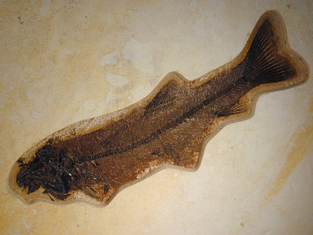 Rare Notogoneus osculus with Diplomystus Fish Fossils  from 18 inch layer