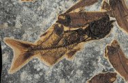Astephus antiquus Catfish Fossil