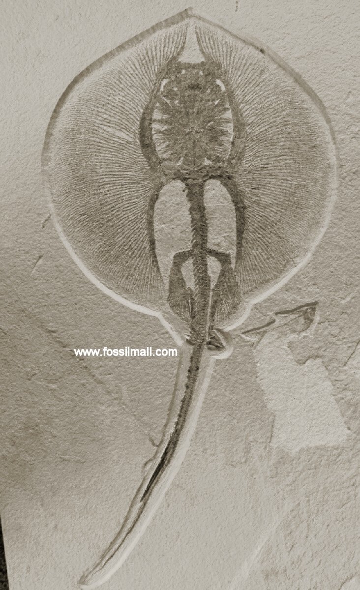 Heliobatis radians Stingray Fossil