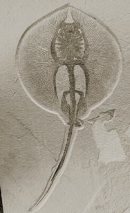 Heliobatis radians Stingray Fossil Fish from Green River Formation